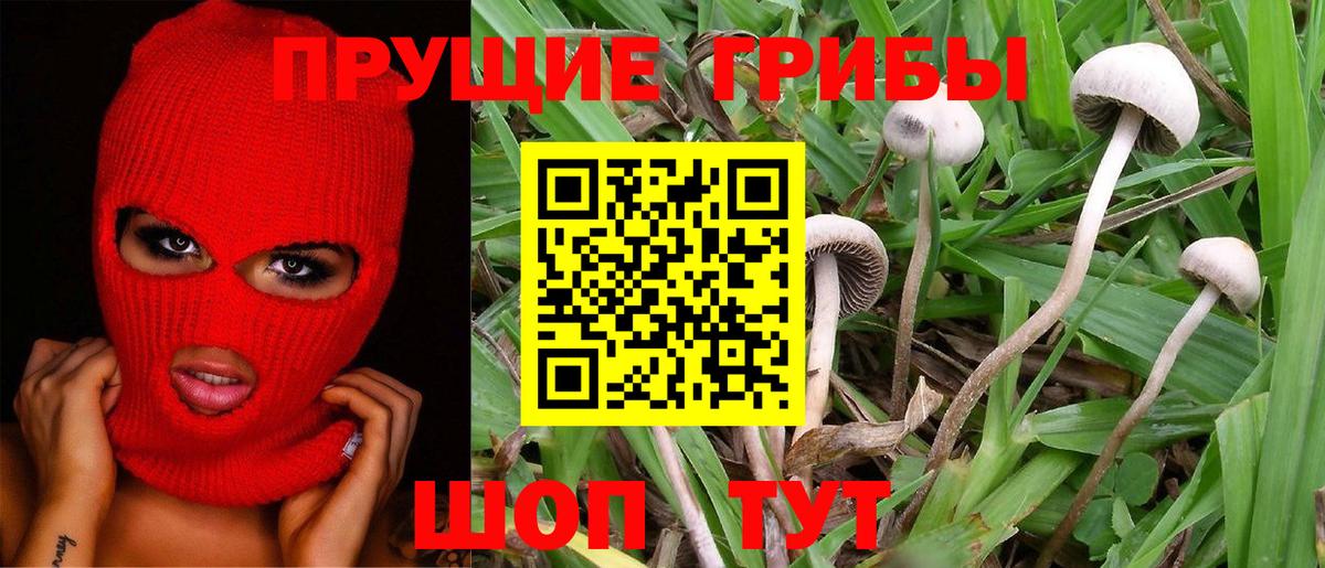 Псилоцибиновые грибы Psilocybe  где купить наркоту  Чайковский  Вход с VPN 